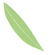 leaf-front